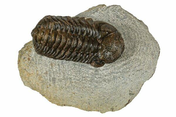 Bargain Austerops & Morocops Trilobite Fossils - 2 to 3